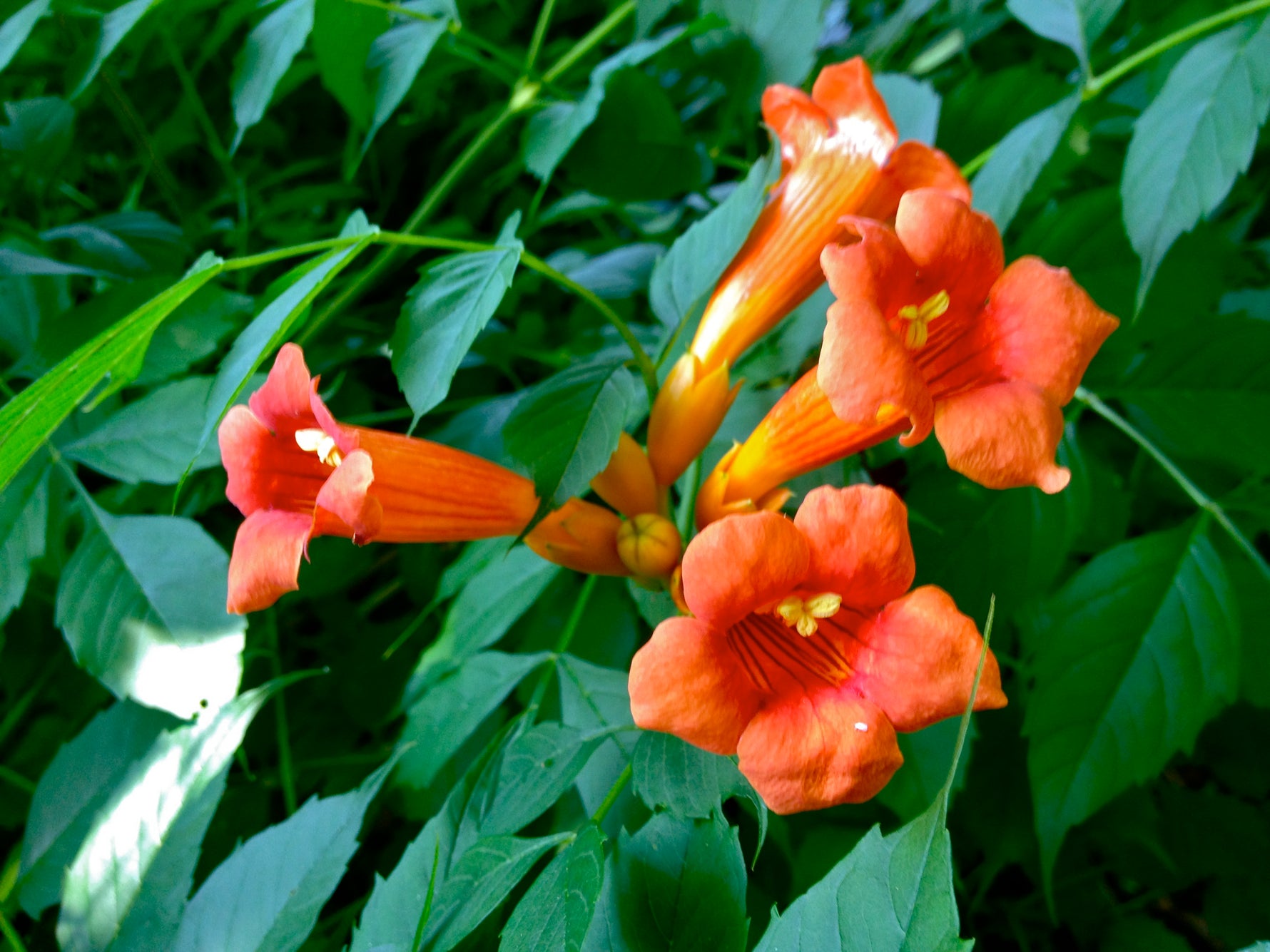 Campsis radicans - h: 150-175cm | Cont.: 3L - Bignonie