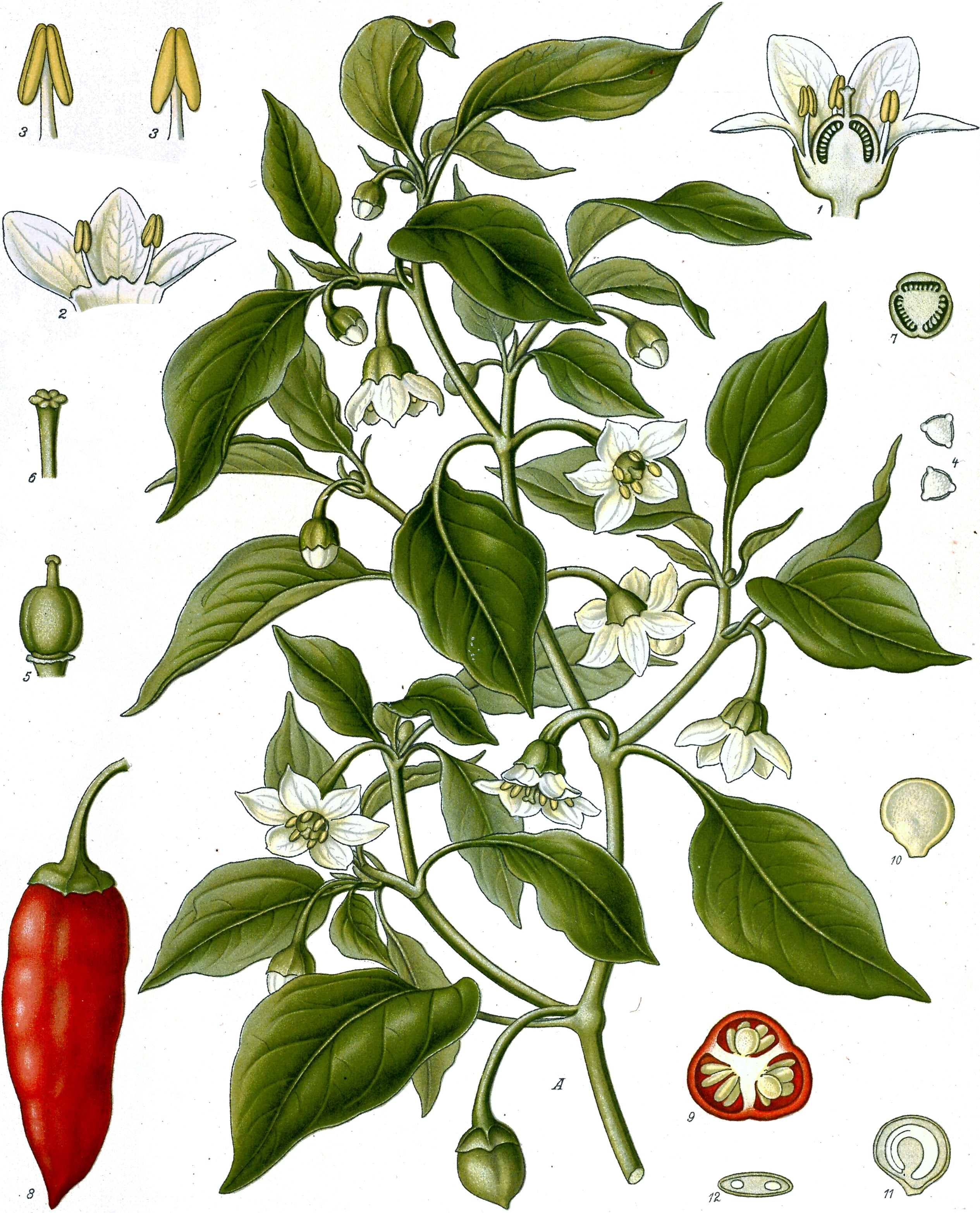 Capsicum annuum 'Salsa' - Cont.: 1L