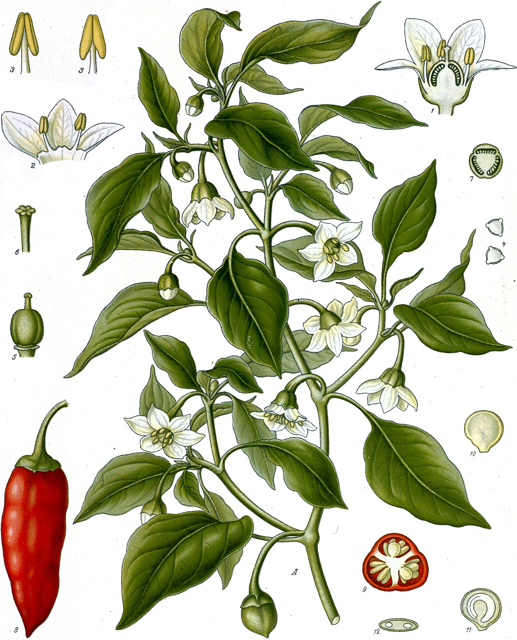Capsicum annuum 'Salsa' - Cont.: 1L