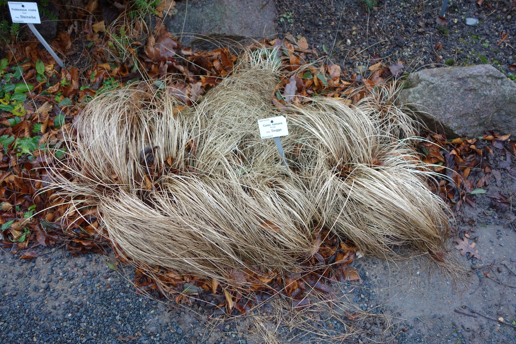 Carex comans 'Bronco' - Cont.: 2L - Rogoz ornamental 'Bronco'