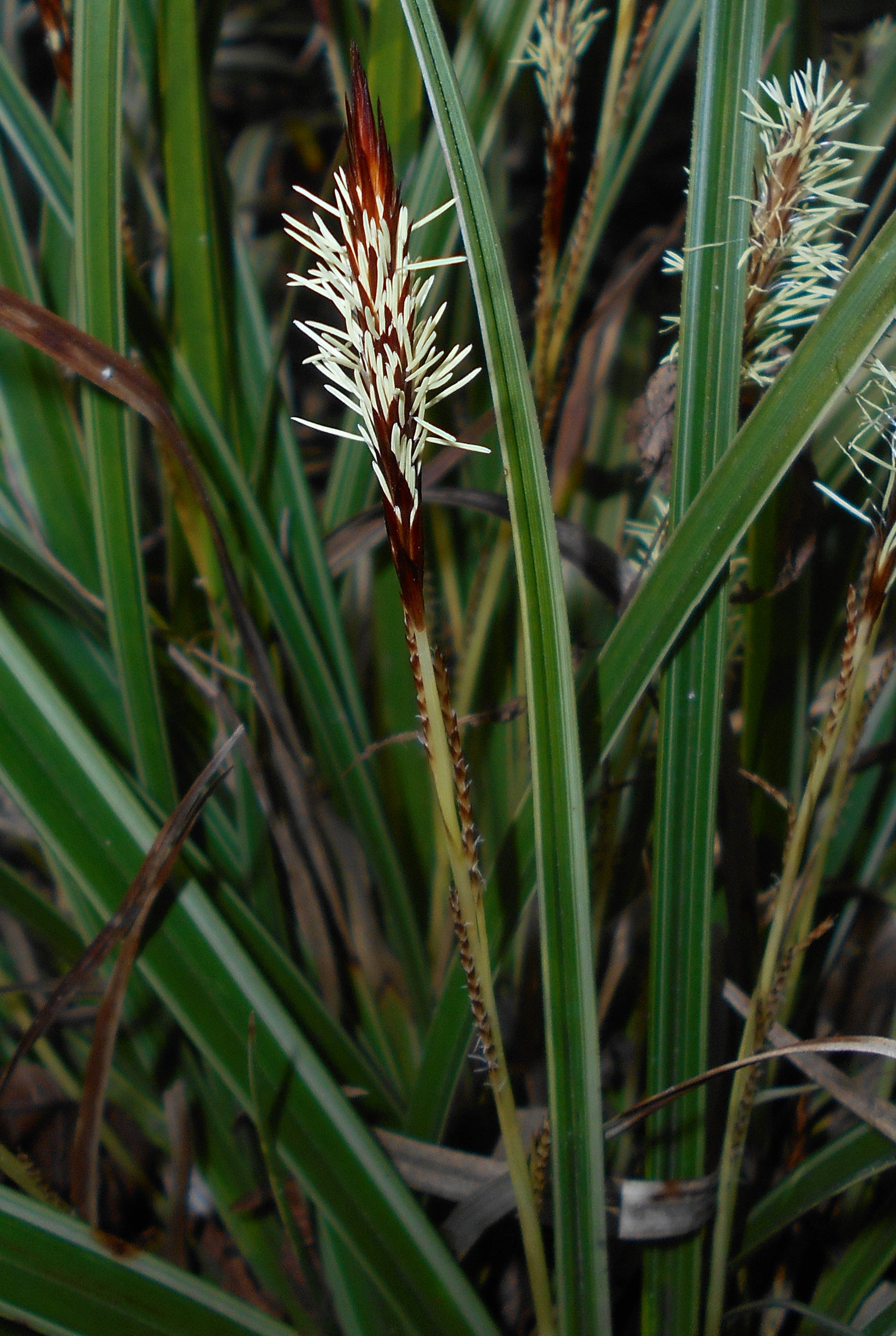 Carex morrowii 'Ice Dance' - Cont.: 2L - Rogoz ornamental 'Ice Dance'