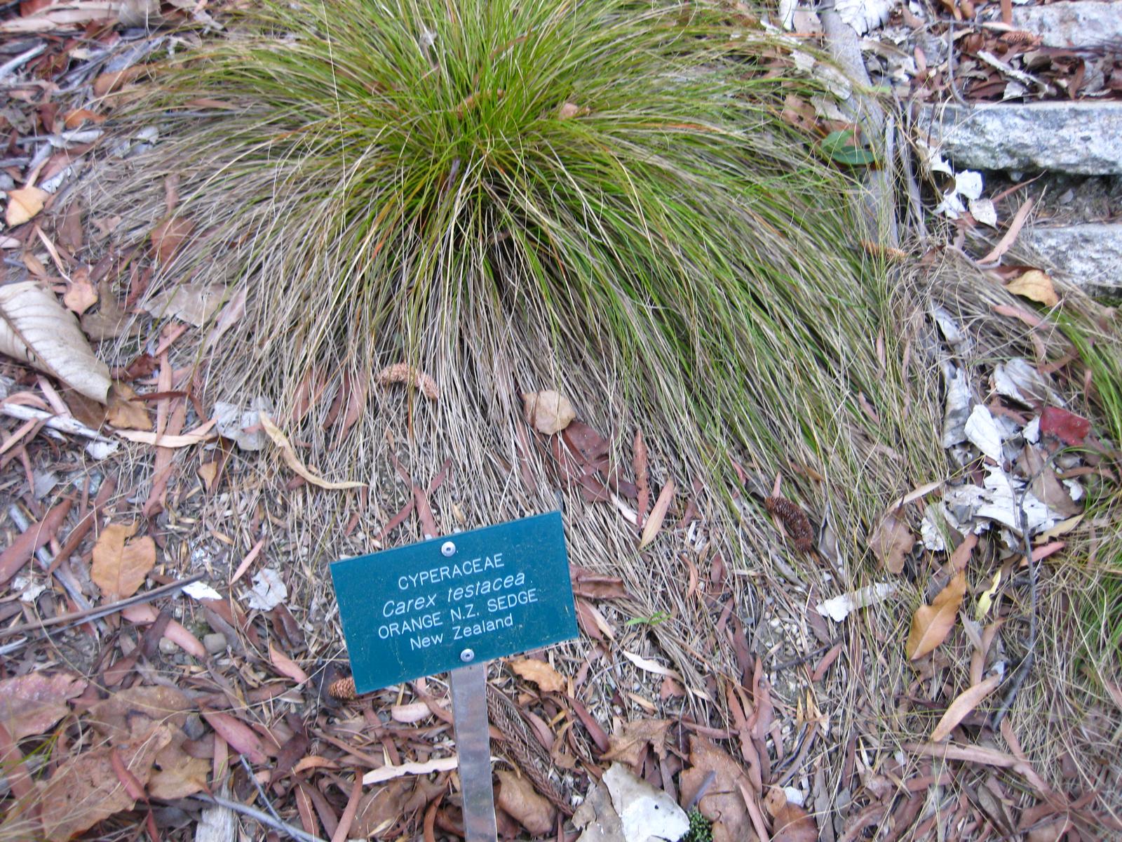 Carex testacea 'Prairie Fire' - Cont.: 2L - Rogoz ornamental 'Prairie Fire'
