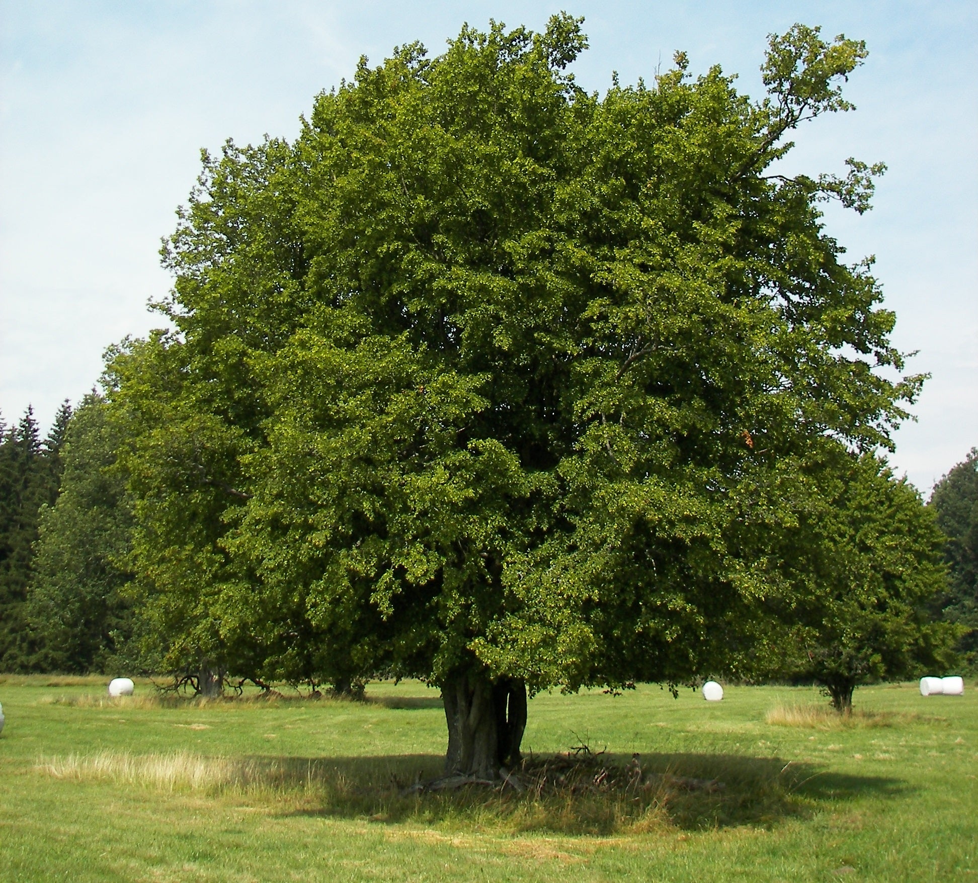 Carpinus betulus - Carpen