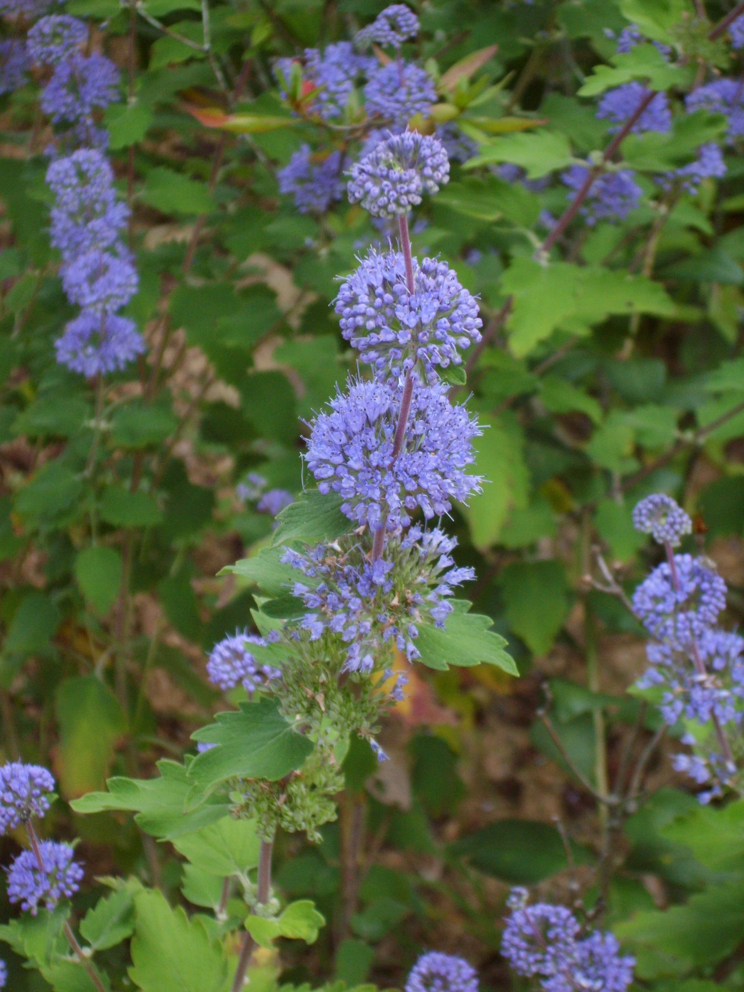 Caryopteris clandonensis 'Sterling Silver' - Caryopteris 'Sterling Silver'