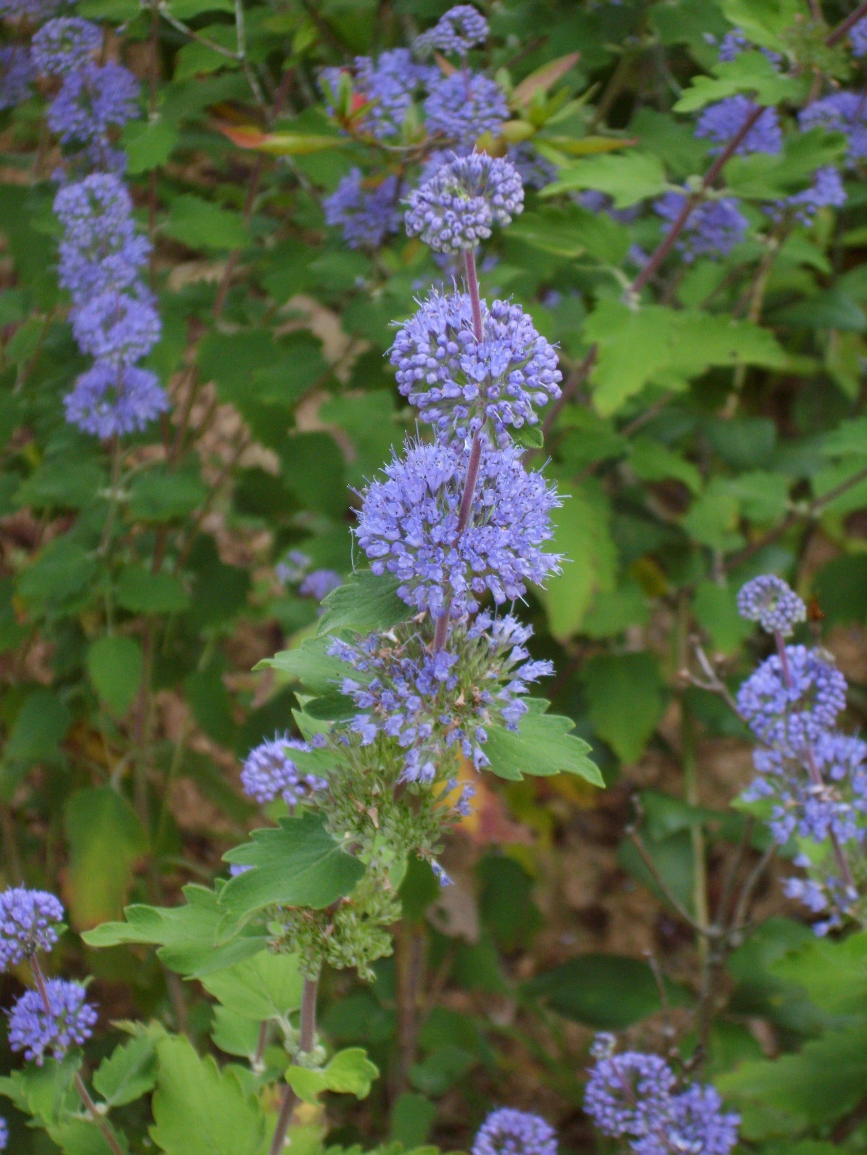Caryopteris clandonensis 'Sterling Silver' - Caryopteris 'Sterling Silver'