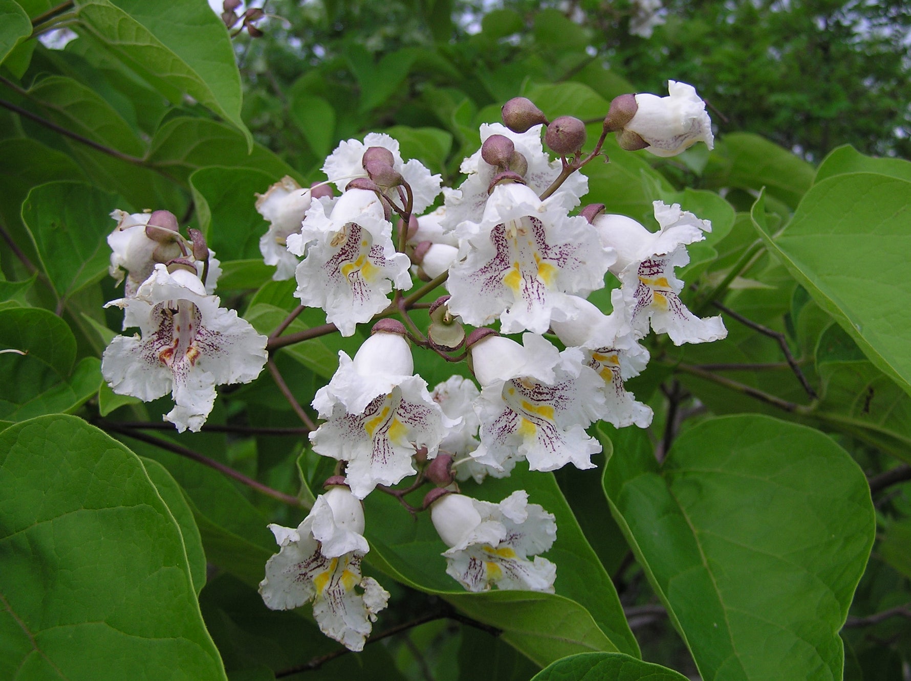 Catalpa bignonioides 'Nana' - Circ.: 10-12cm - Catalpa 'Nana'