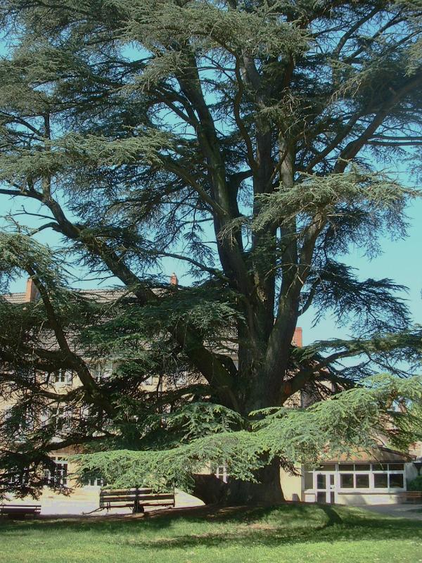 Cedrus atlantica 'Glauca' - Cedru albăstrui 'Glauca'