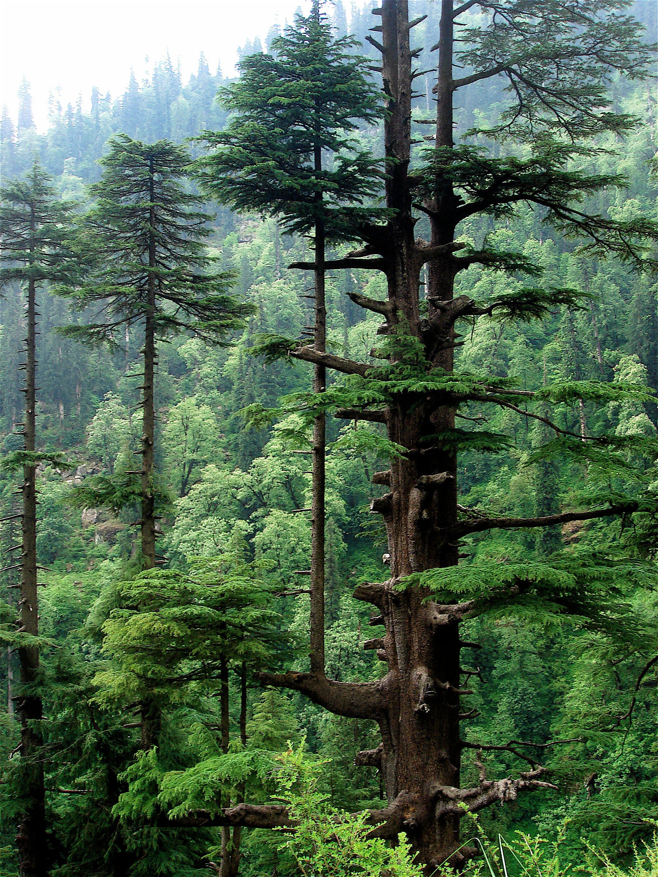 Cedrus deodara 'Pendula' - Cedru de Himalaya 'Pendula' (Pendulă)