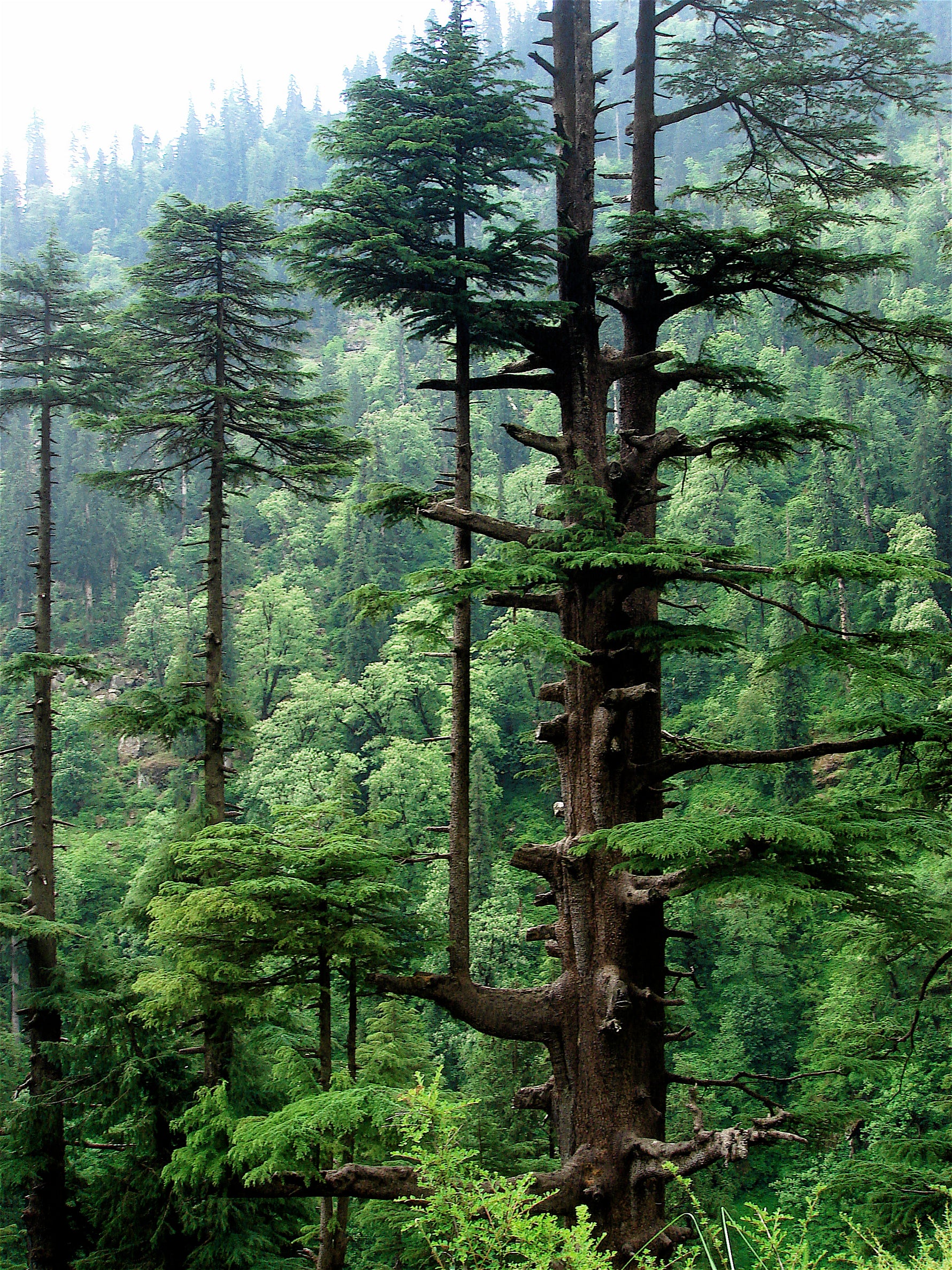 Cedrus deodara 'Pendula' - Cedru de Himalaya 'Pendula' (Pendulă)