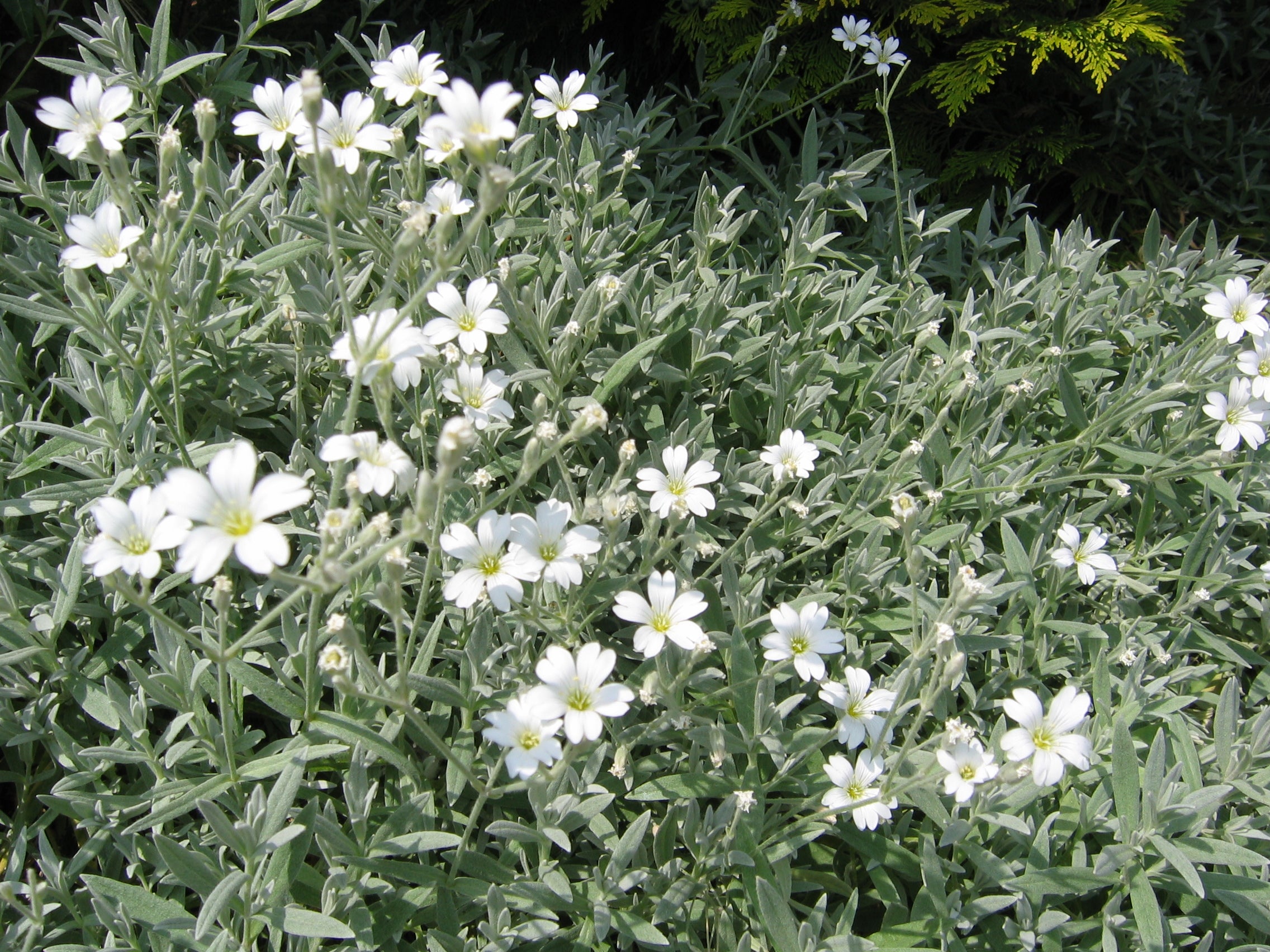 Cerastium tomentosum - Cont.: 2L - Albișoară