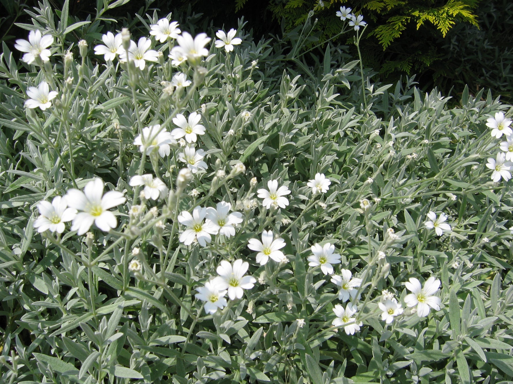 Cerastium tomentosum - Cont.: 2L - Albișoară