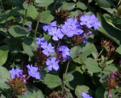 Ceratostigma plumbaginoides - Cont.: 2L - Ceratostigma