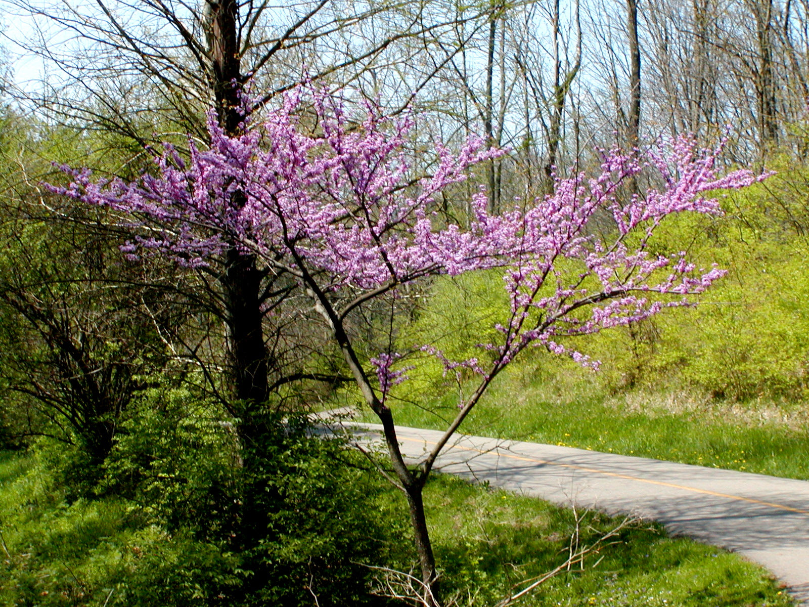 Cercis canadensis 'Avondale' - Cont.: 55L - Arborele iudei 'Avondale'