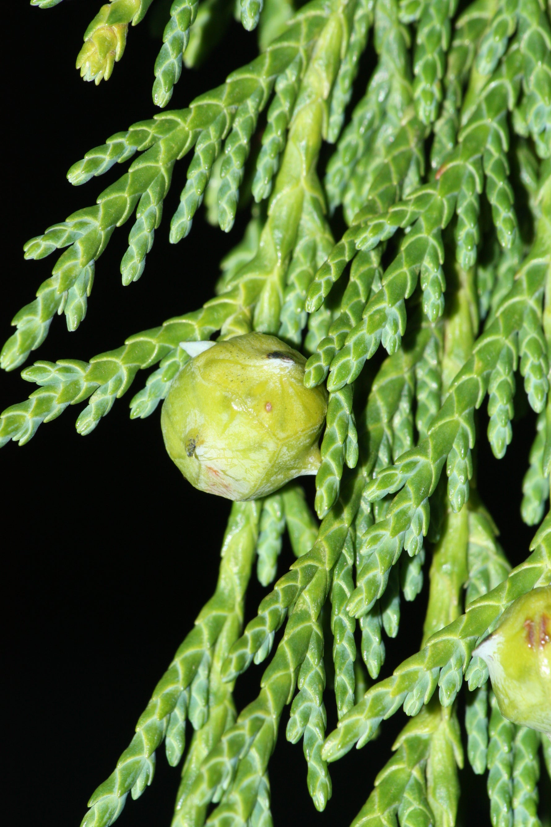 Chamaecyparis nootkatensis 'Pendula' - h: 180-200cm - Chiparos de Alaska 'Pendula' (Pendulă)