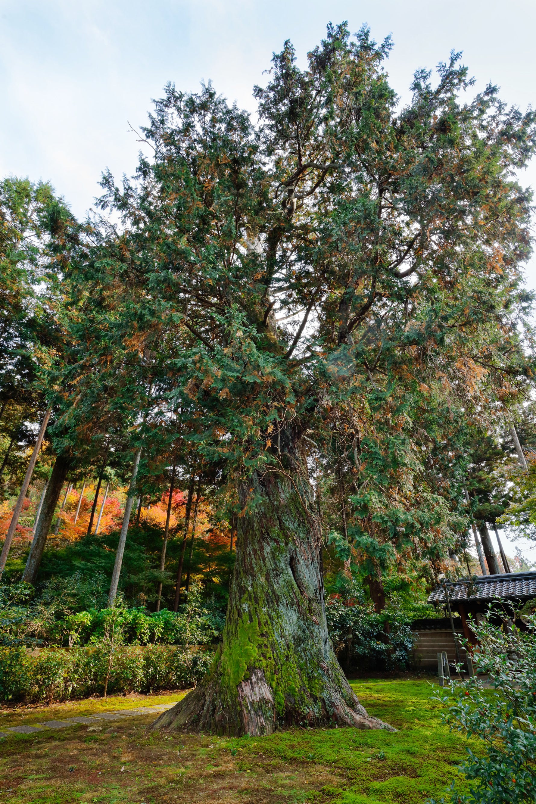 Chamaecyparis obtusa 'Nana Aurea' - Cont.: 12L - Chiparos hinoki auriu 'Nana Aurea'