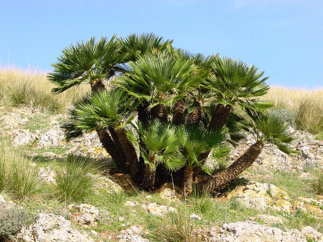 Chamaerops humilis - Cont.: 18L - Palmier pitic