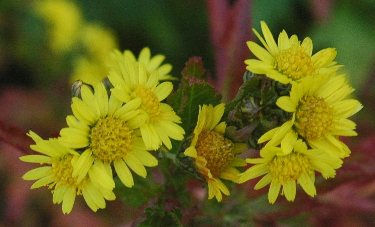 Chrysanthemum MIX - Cont.: 2L - Crizantemă MIX