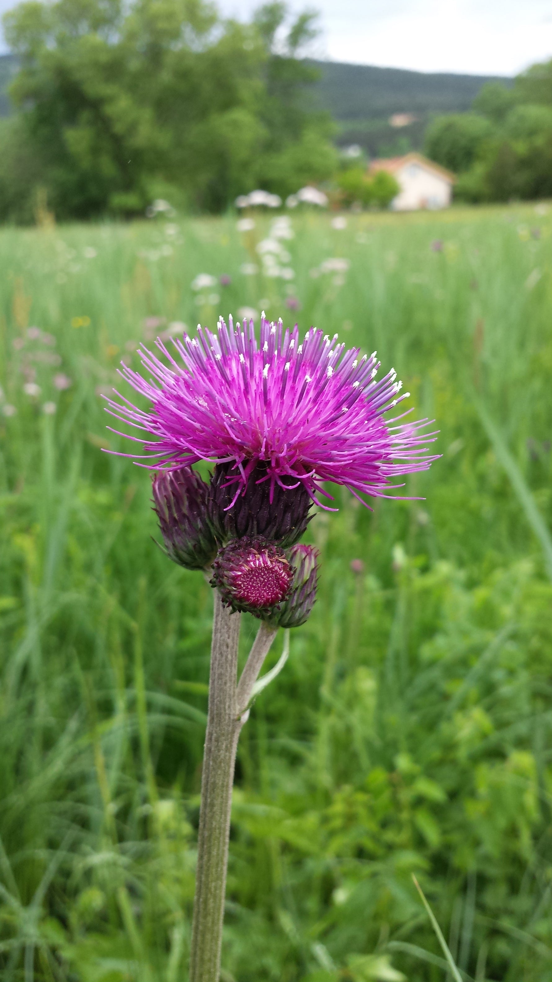 Cirsium rivulare - Cont.: 5L - Scaiul de pârâu
