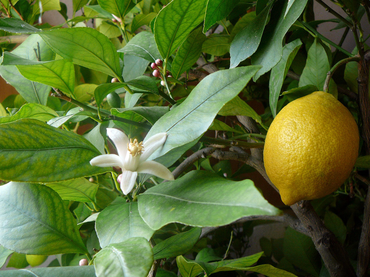 Citrus limon - Lămâi