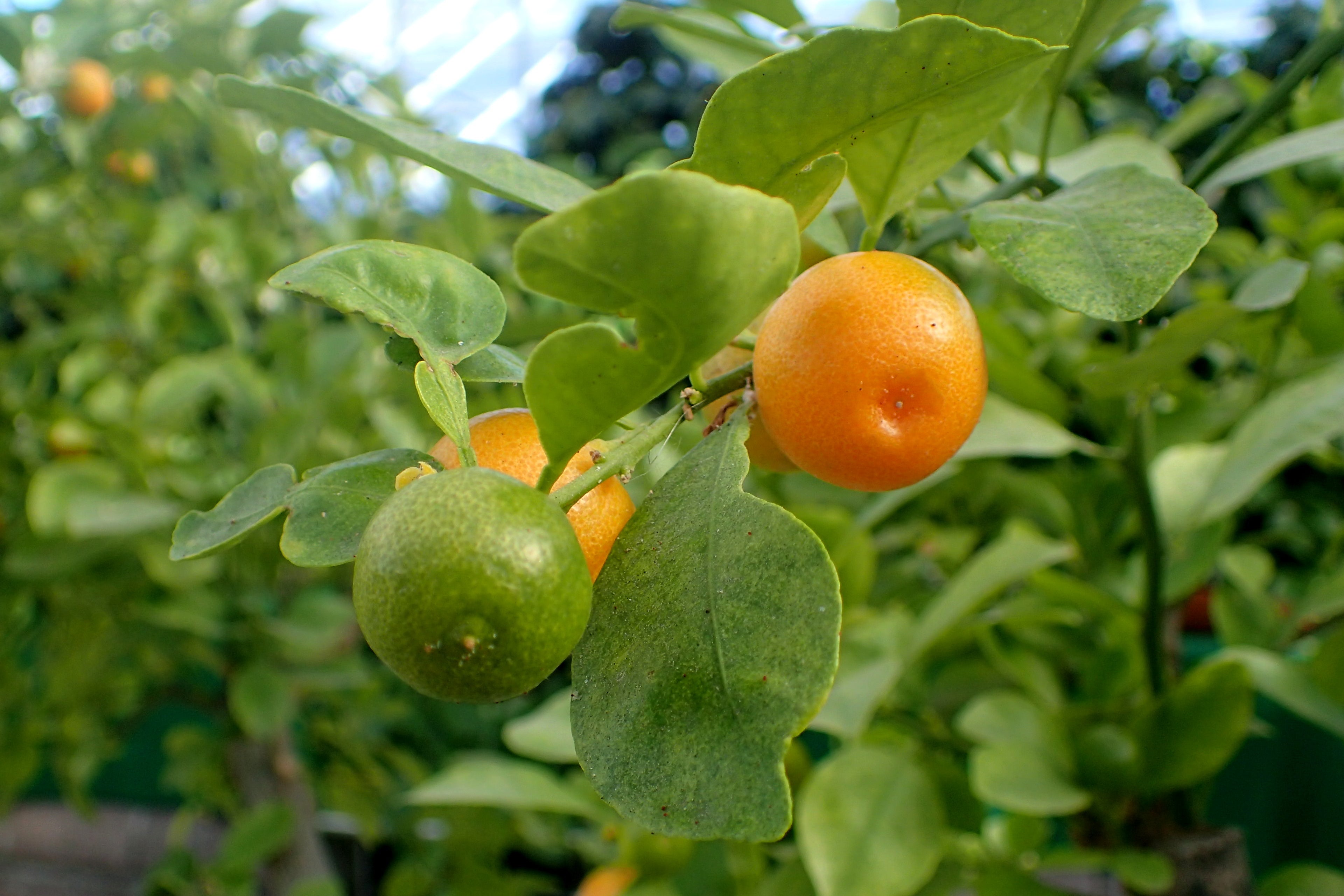 Citrus microcarpa - h: 65cm | Cont.: 10L - Portocal ornamental