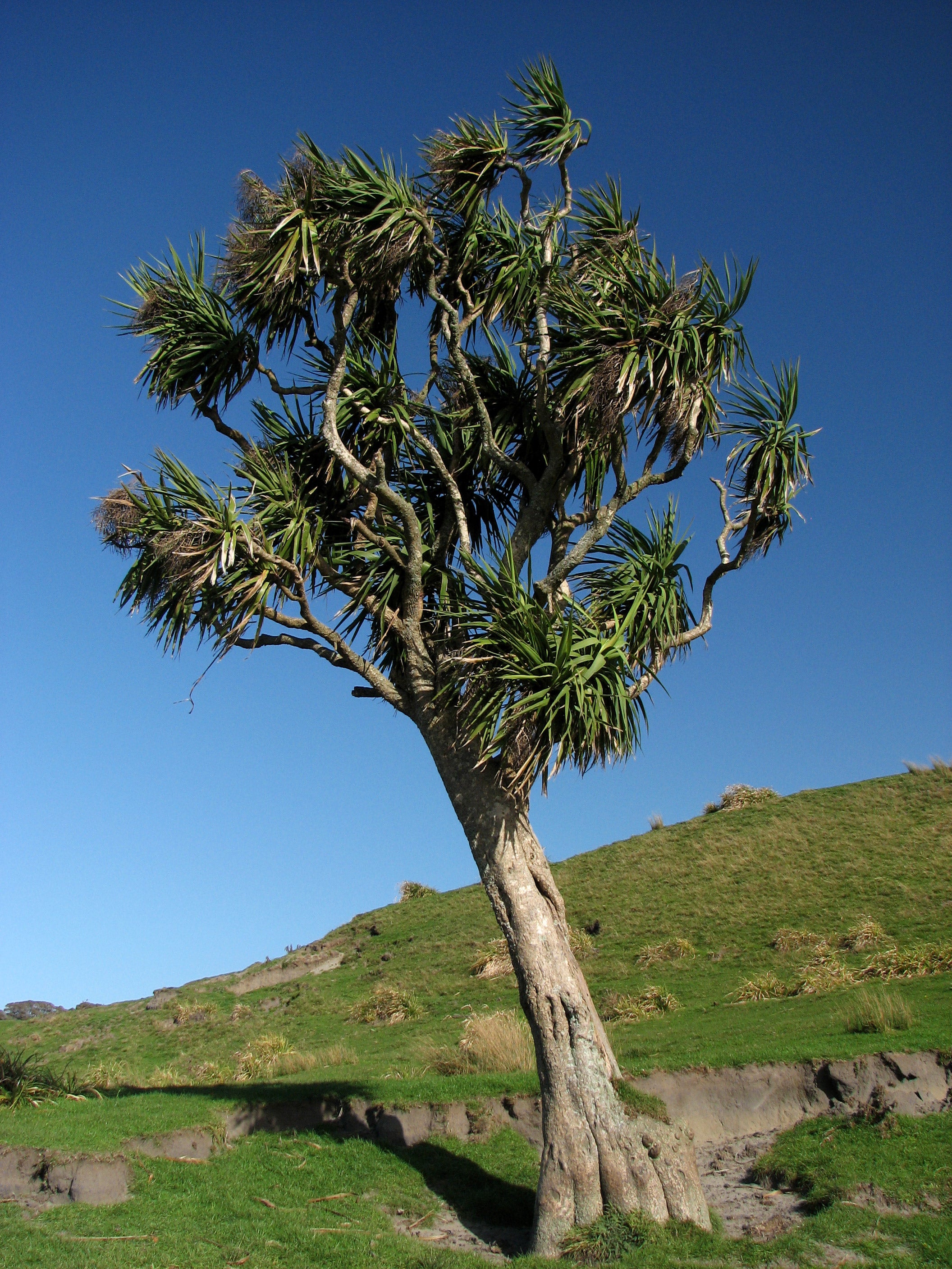Cordyline australis 'Peko' - h: 80cm | Cont.: 5L - Cordilină 'Peko'