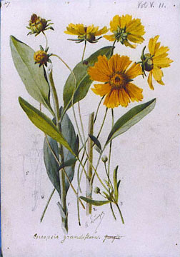 Coreopsis grandiflora 'Early Sunrise' - Cont.: 2L - Coreopsis 'Early Sunrise'