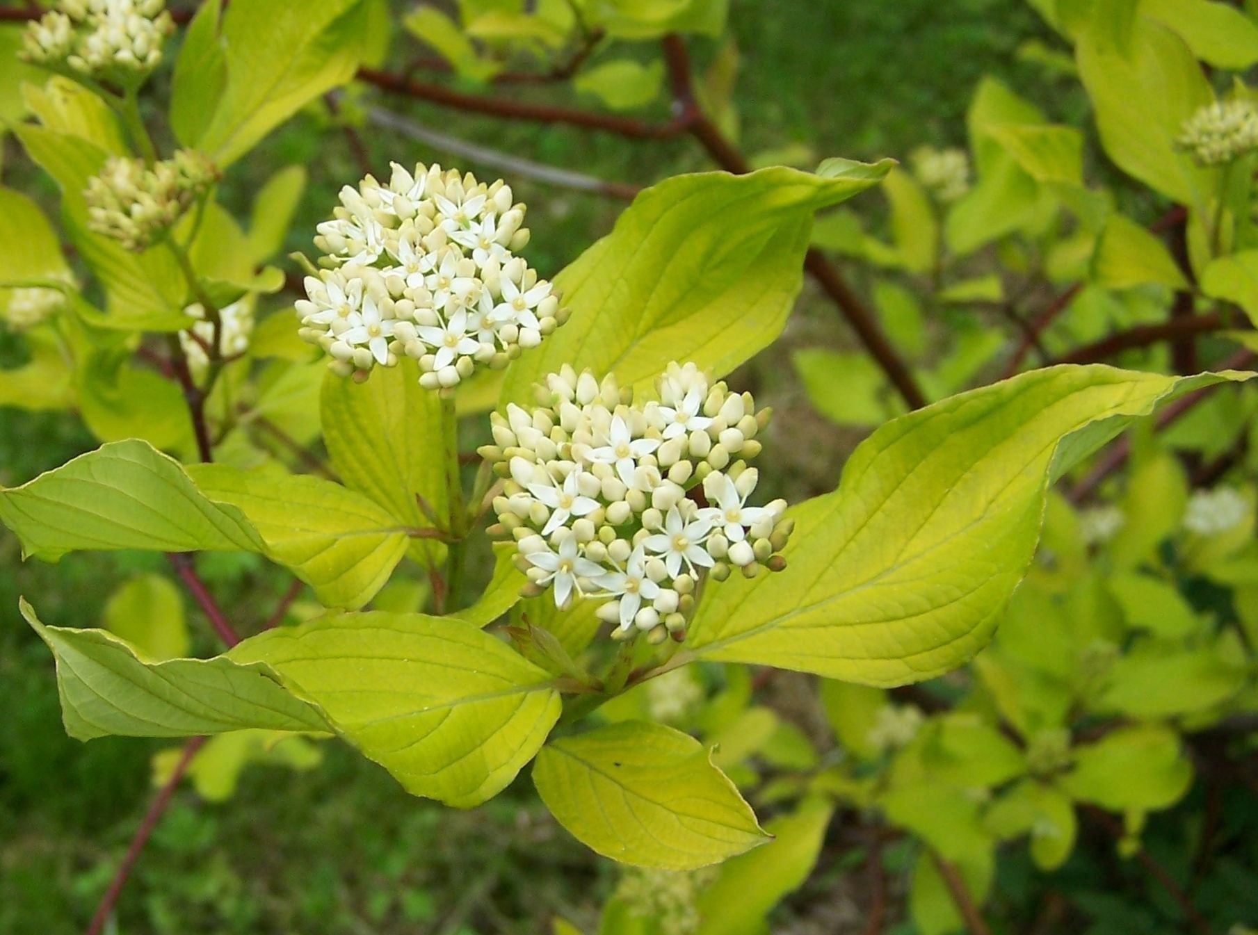 Cornus alba 'Sibirica' - h: 30-40cm | Cont.: 2L - Sânger 'Sibirica'