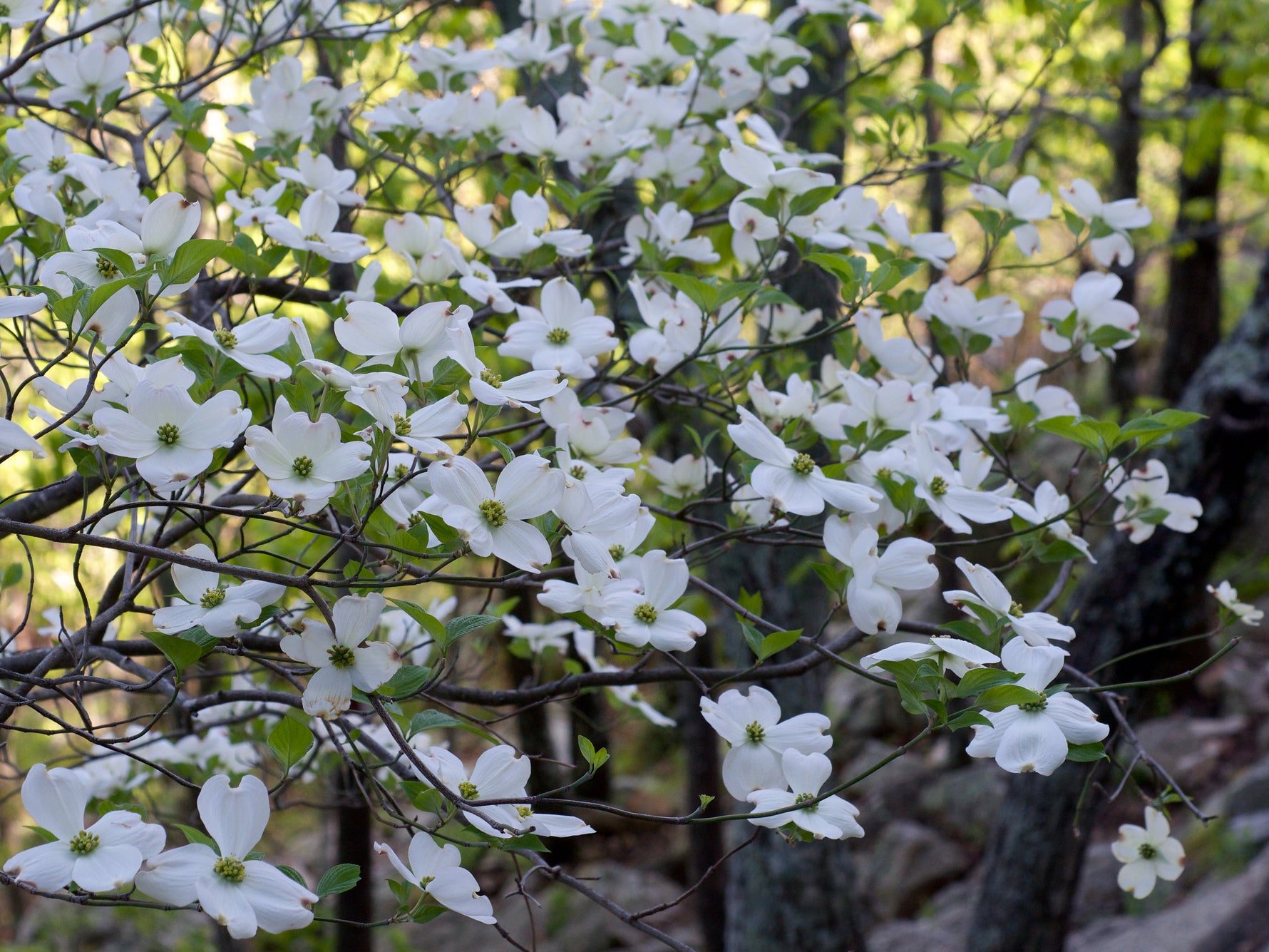 Cornus florida - h: 125-150cm | Cont.: 55L - Corn american