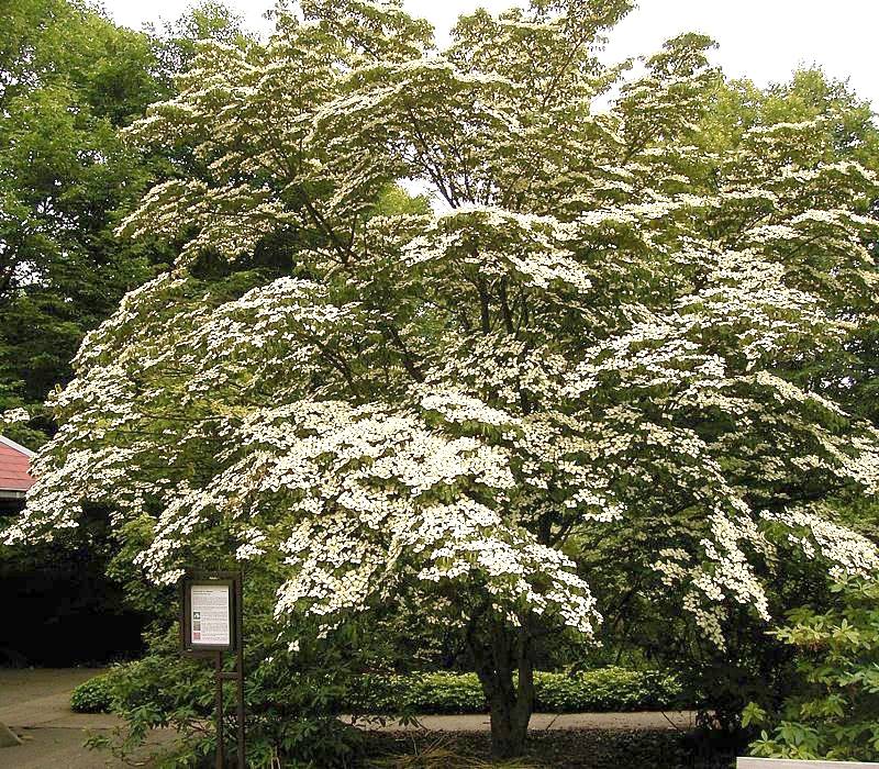 Cornus MIX - Cont.: 2L - Sânger MIX