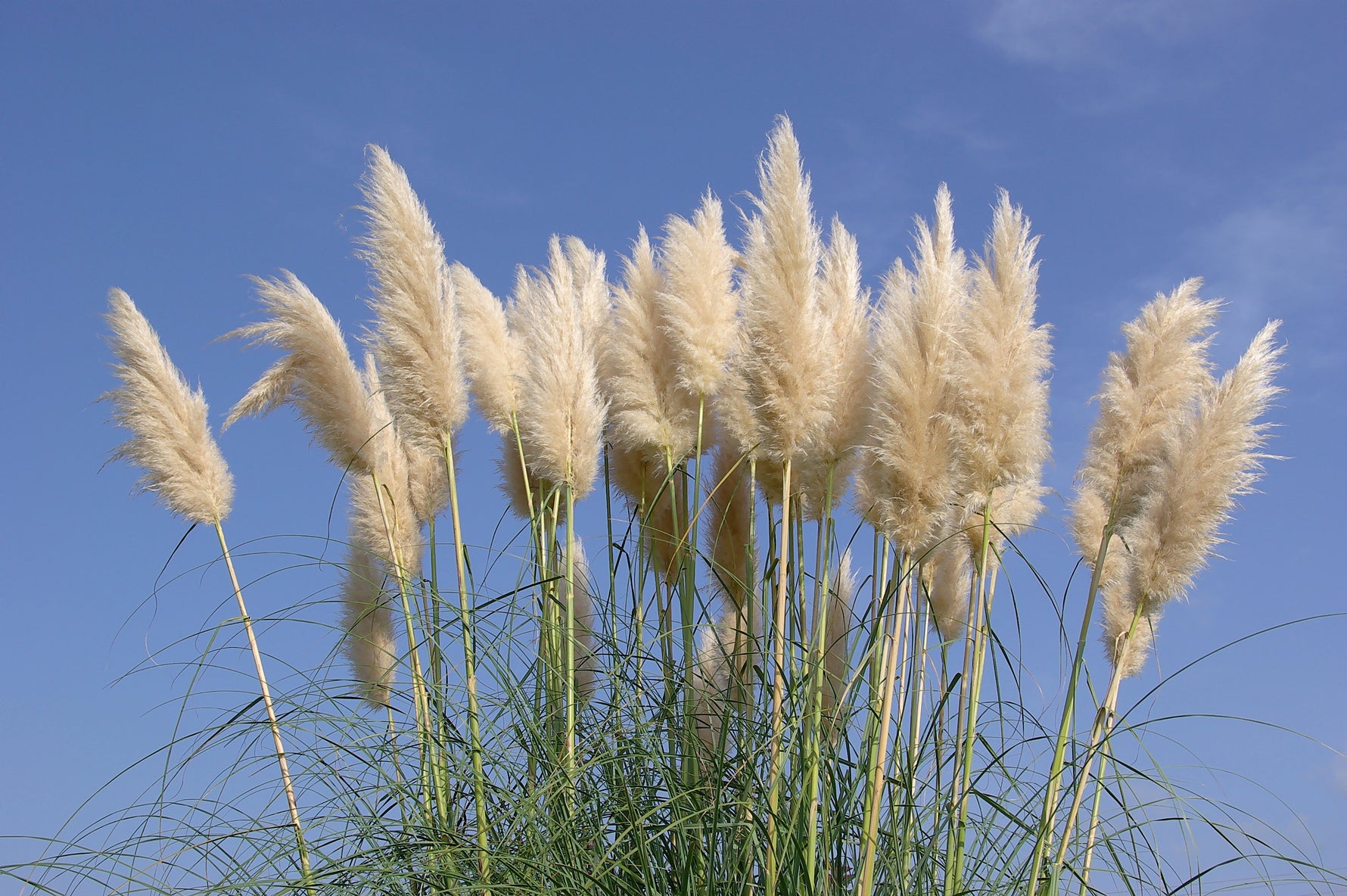 Cortaderia selloana - Cont.: 25L - Iarbă de pampas