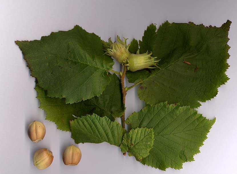 Corylus avellana - h: 80cm | Cont.: 2L - Alun