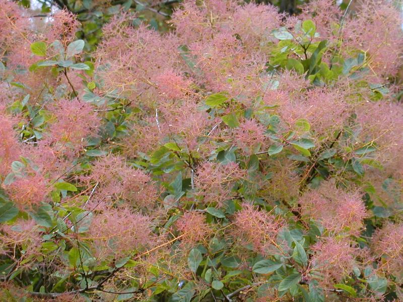 Cotinus coggygria 'Royal Purple' - h: 30-40cm | Cont.: 5L - Scumpie roșie 'Royal Purple'