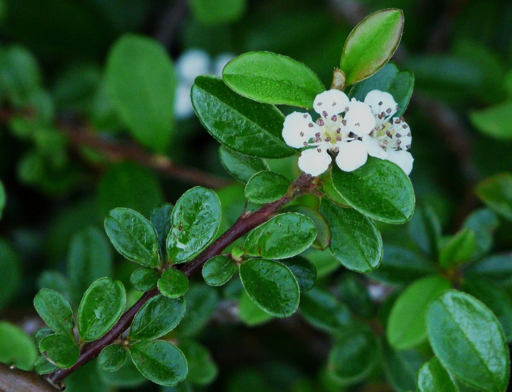 Cotoneaster dammeri 'Major' - Cont.: 1L - Cotoneaster 'Major'