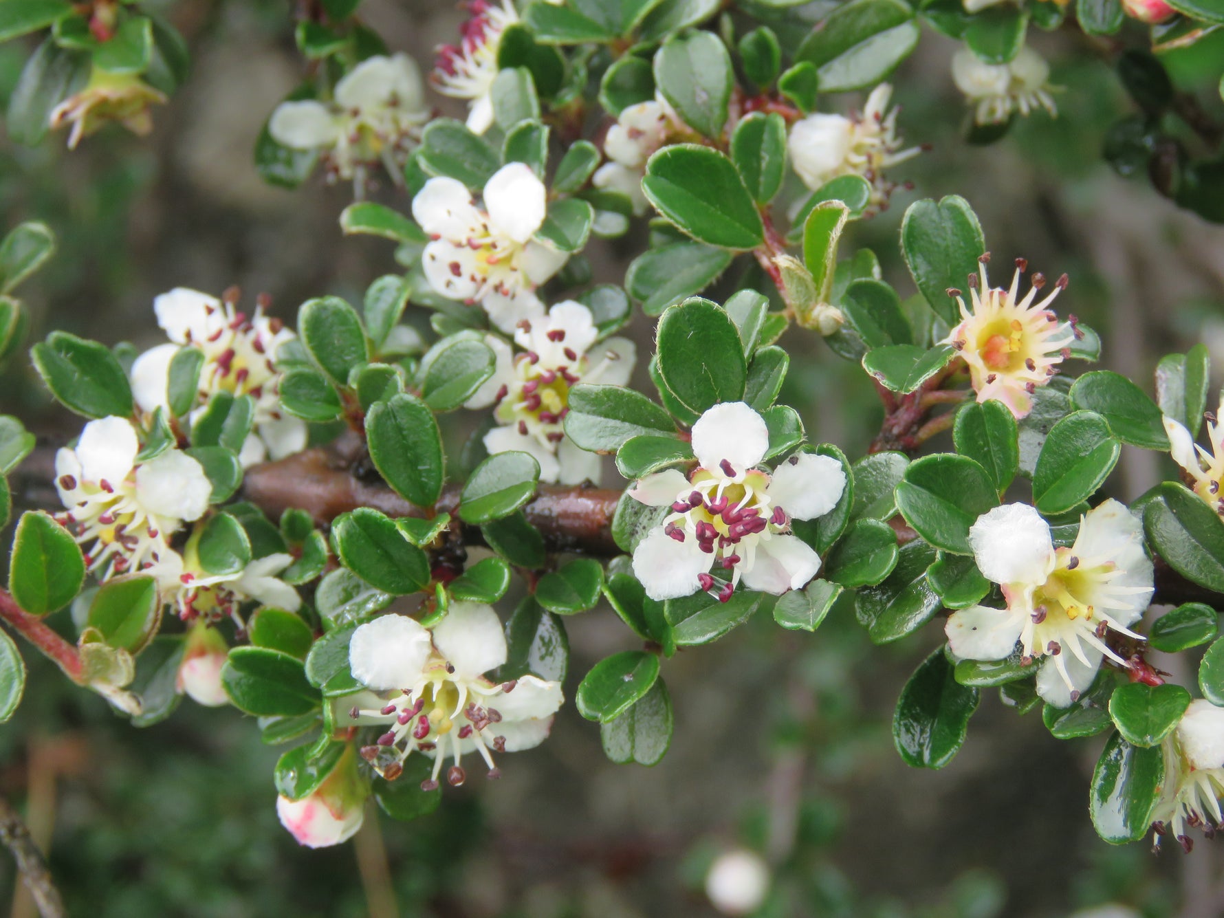 Cotoneaster procumbens 'Queen of Carpets' - h: 30-40cm | Cont.: 2L - Cotoneaster târâtor 'Queen of Carpets'