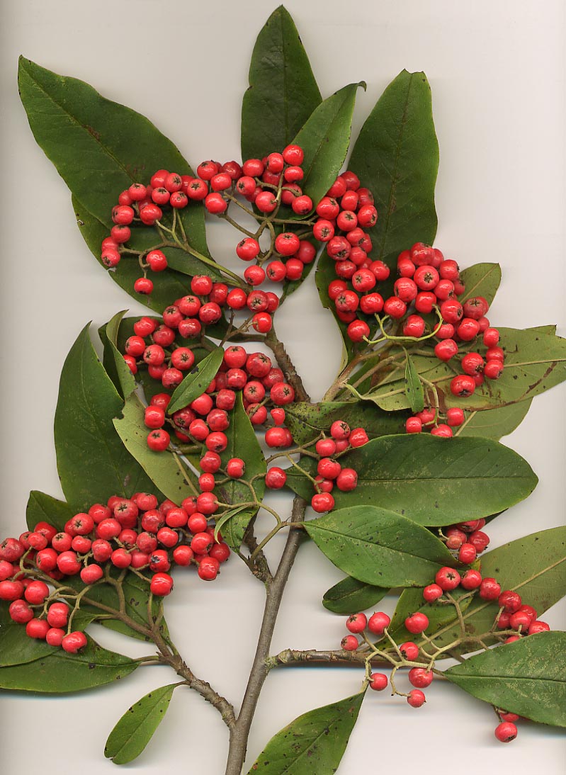 Cotoneaster radicans 'Eichholz' - Cont.: 2L - Cotoneaster târâtor 'Eichholz'