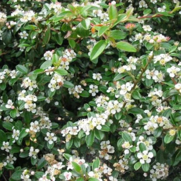 Cotoneaster târâtor Eichholz - C. 2L / (Cotoneaster radicans Eichholz)