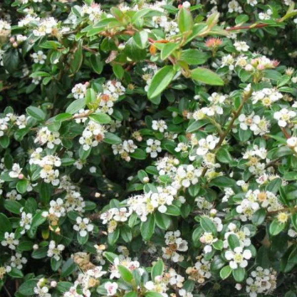 Cotoneaster târâtor Eichholz - C. 2L / (Cotoneaster radicans Eichholz)