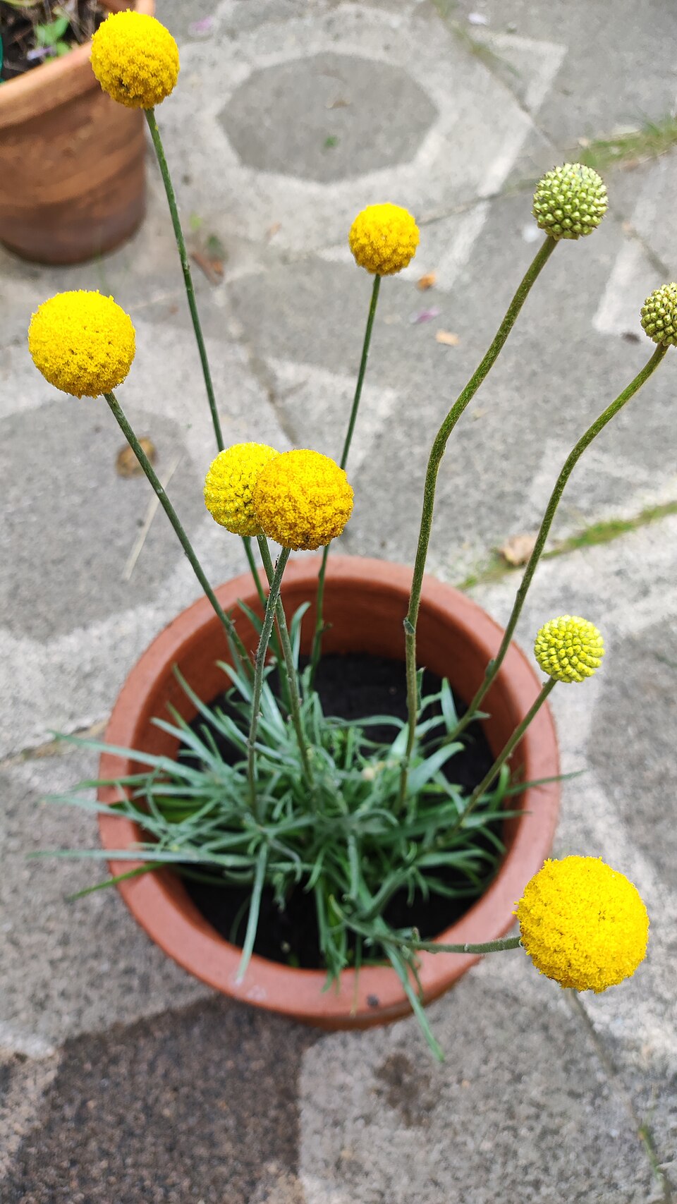 Craspedia globosa 'Golf Beauty' - Cont.: 2L