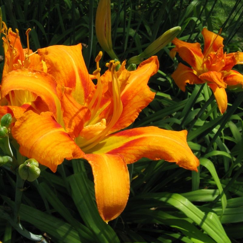 Crin de o zi - C. 2L / (Hemerocallis fulva)