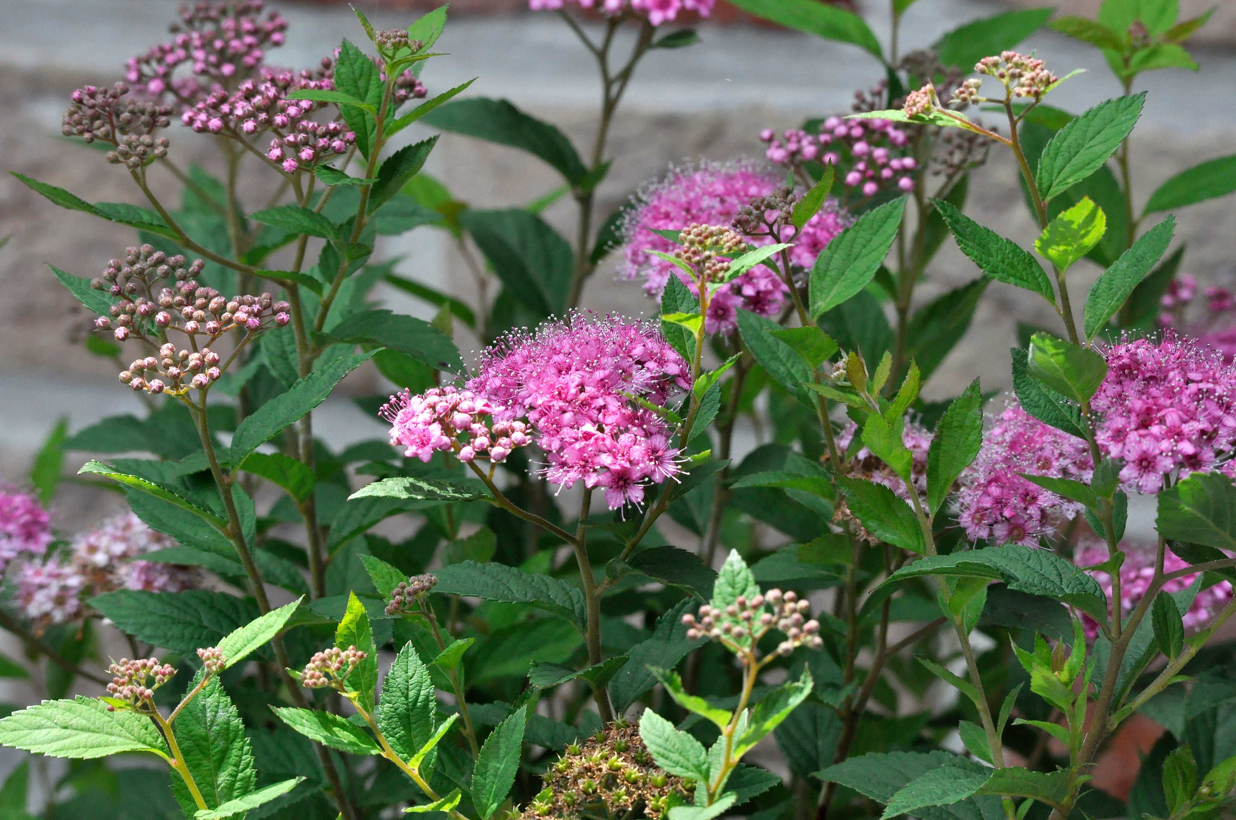 Cununiță Caramel - C. 3L | 25-30 cm / (Spiraea japonica Zen Spirit Caramel)