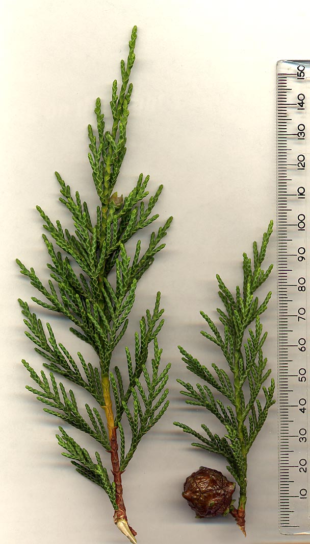 Cupressocyparis leylandii 'Gold Rider' - Chiparos Leyland auriu 'Gold Rider'