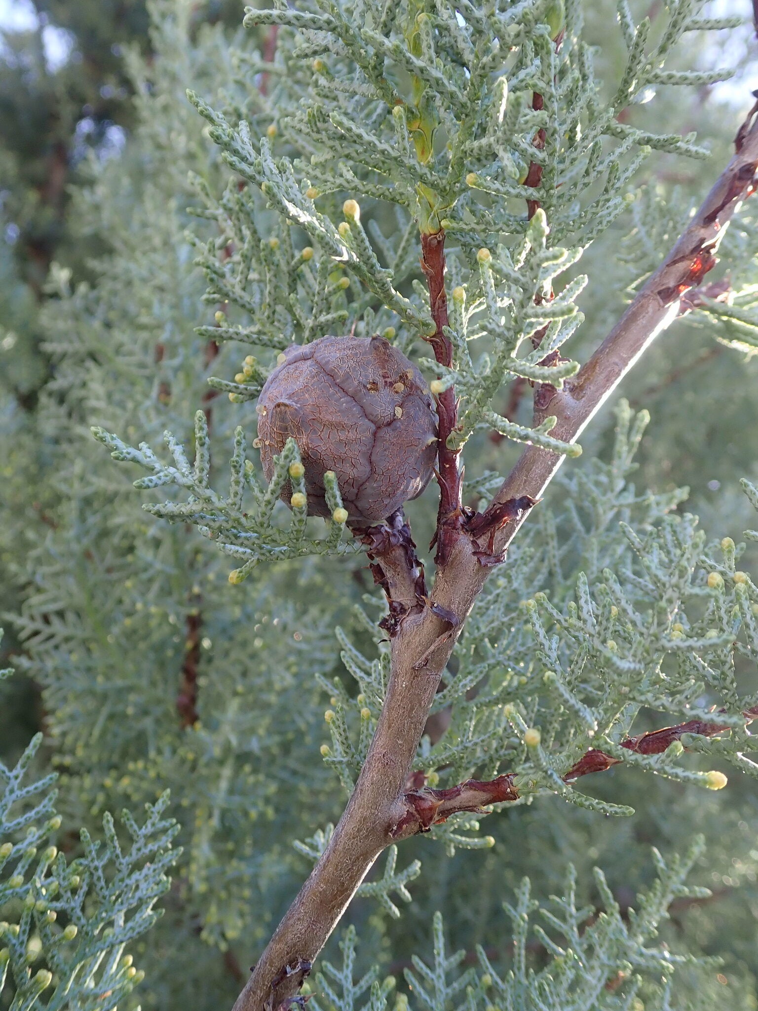 Cupressus arizonica - h: 200cm | Cont.: 25L - Chiparos de Arizona