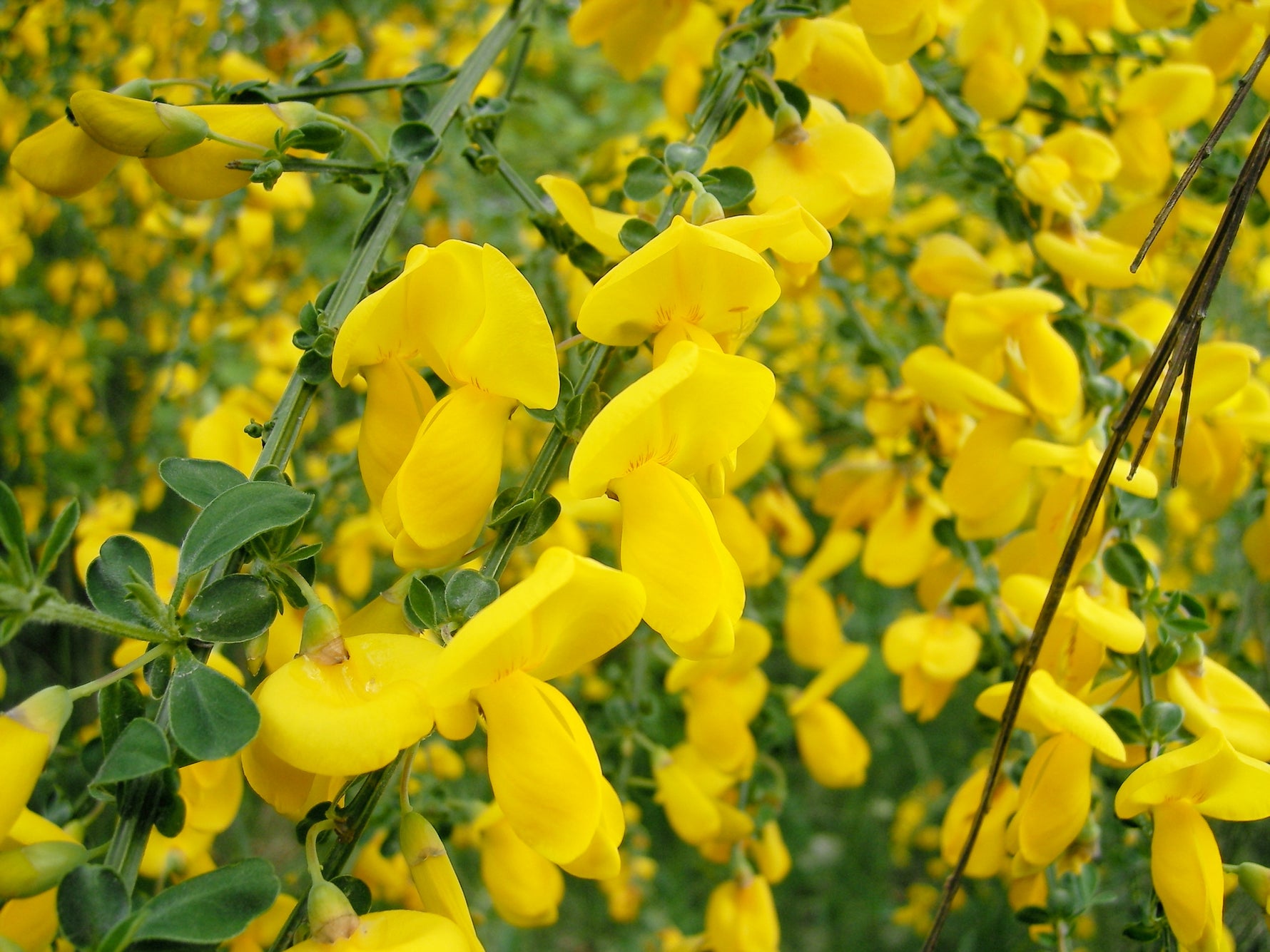 Cytisus scoparius - h: 40cm | Cont.: 2L - Grozamă