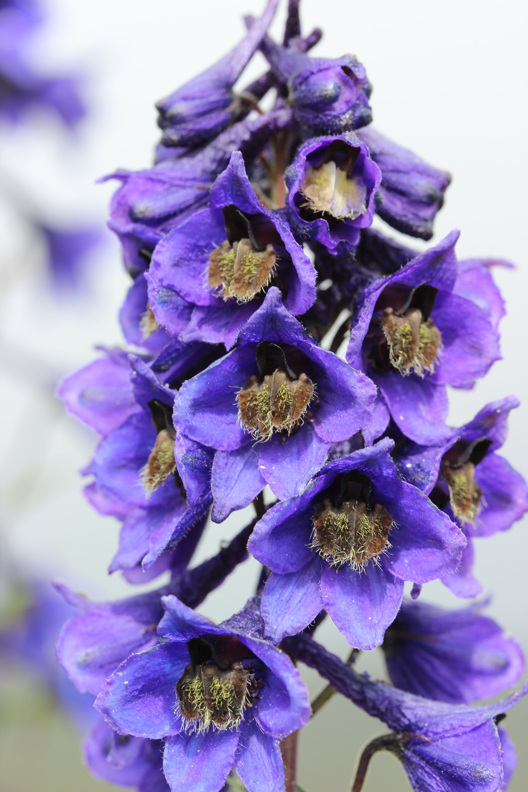 Delphinium elatum 'Magic Fountains White' - Cont.: 2L - Nemțișor 'Magic Fountains White'