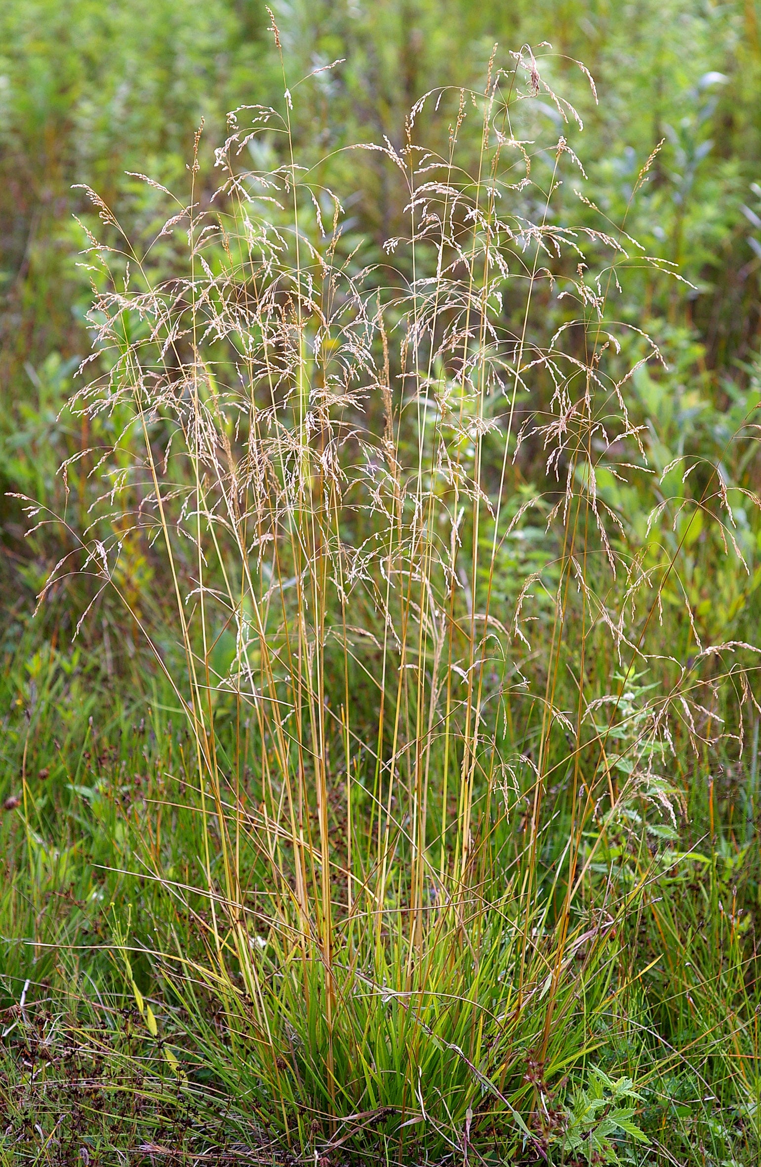 Deschampsia cespitosa - Cont.: 2L - Iarbă deschampsia