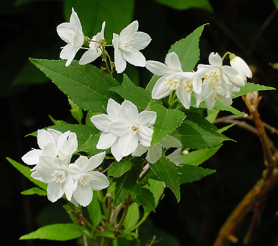 Deutzia gracilis - h: 35cm | Cont.: 5L - Deutzia