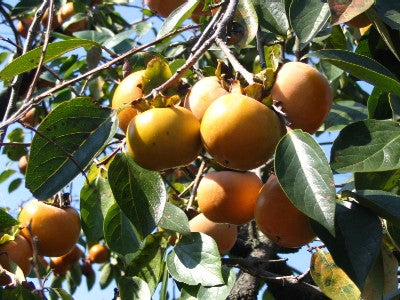 Diospyros kaki - Cont.: 15L - Kaki (½ Fusto)