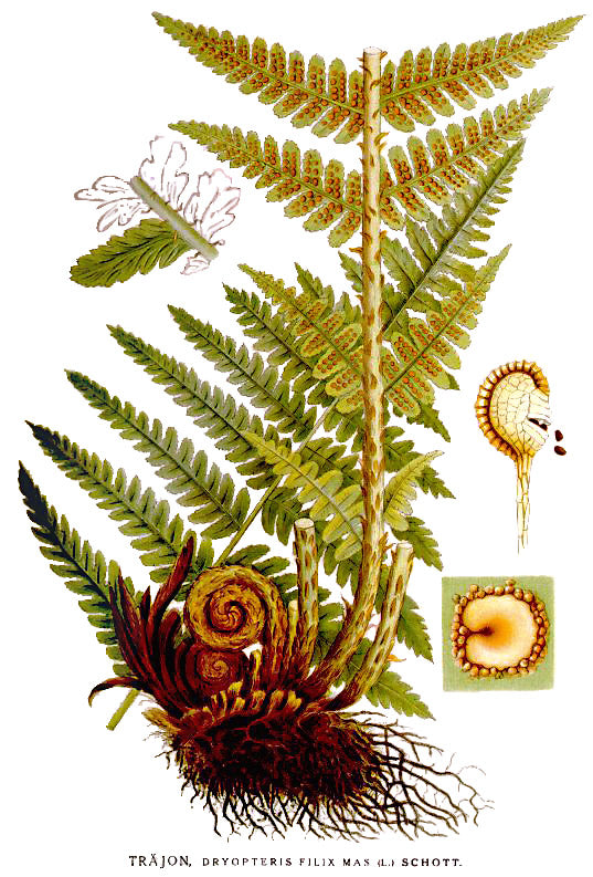 Dryopteris filix-mas - Cont.: 2L - Ferigă de pădure