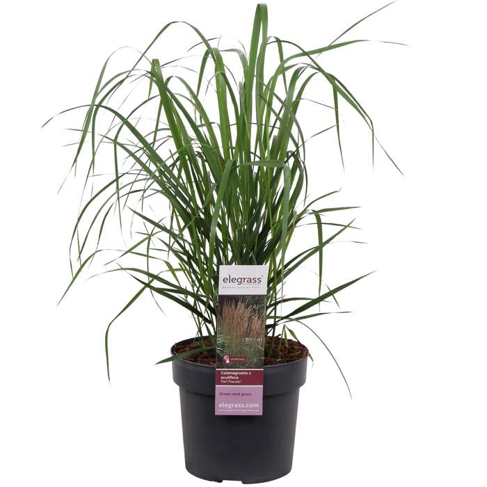 Iarbă ornamentală Karl Foerster - C. 2L / (Calamagrostis x acutiflora Karl Foerster)