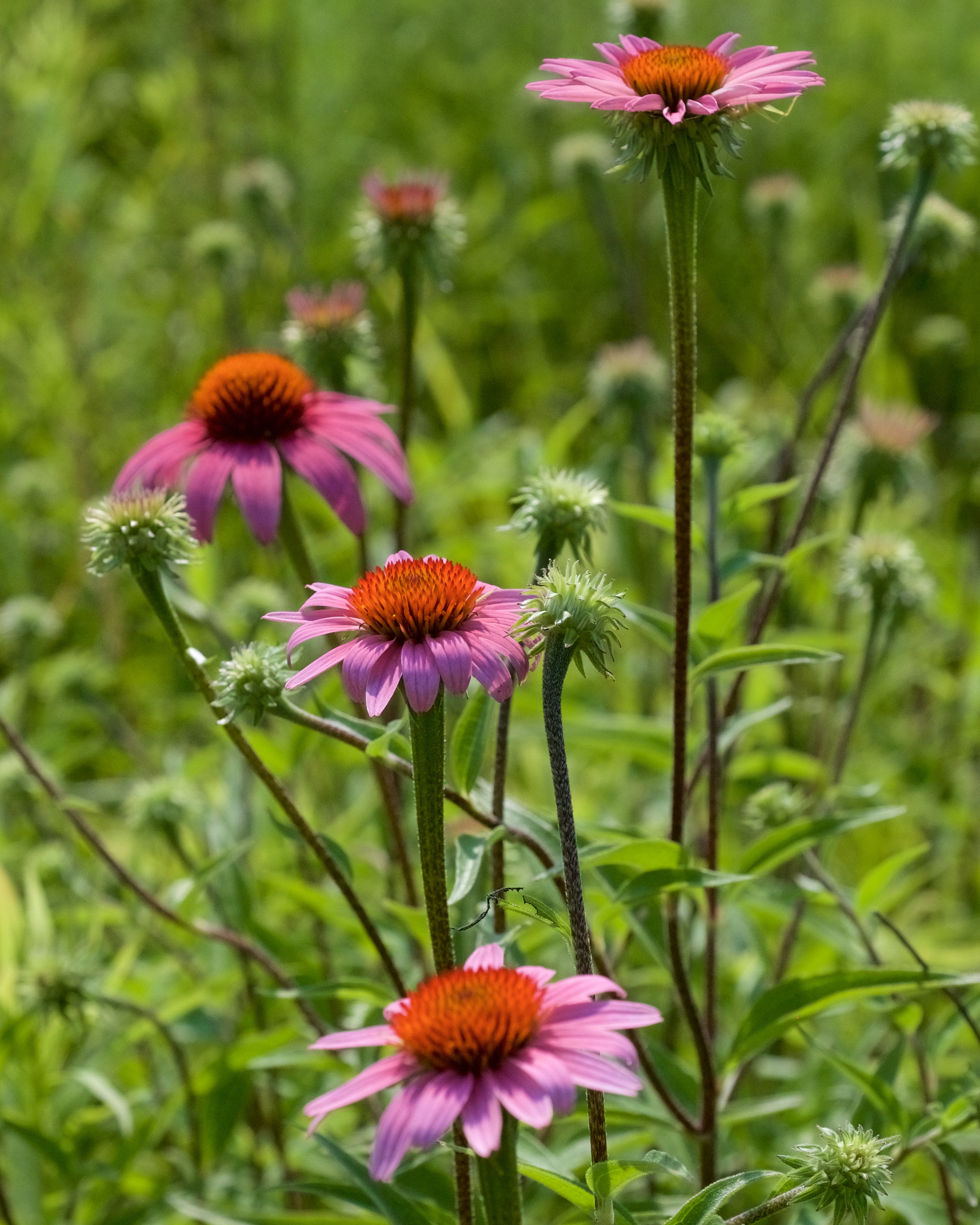 Echinacea purpurea MIX - Cont.: 1.5L - Echinacea purpurie MIX